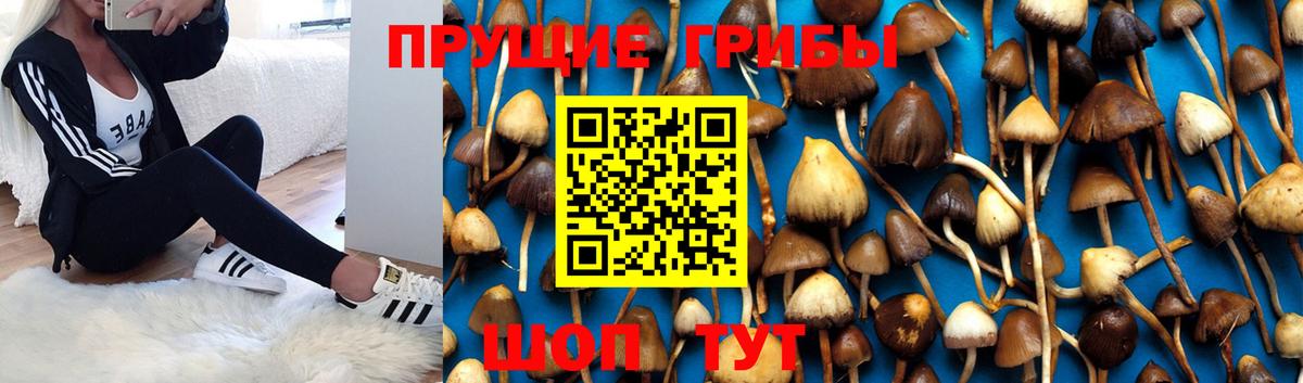как найти закладки  Вход с VPN  Ливны  Псилоцибиновые грибы Psilocybe 